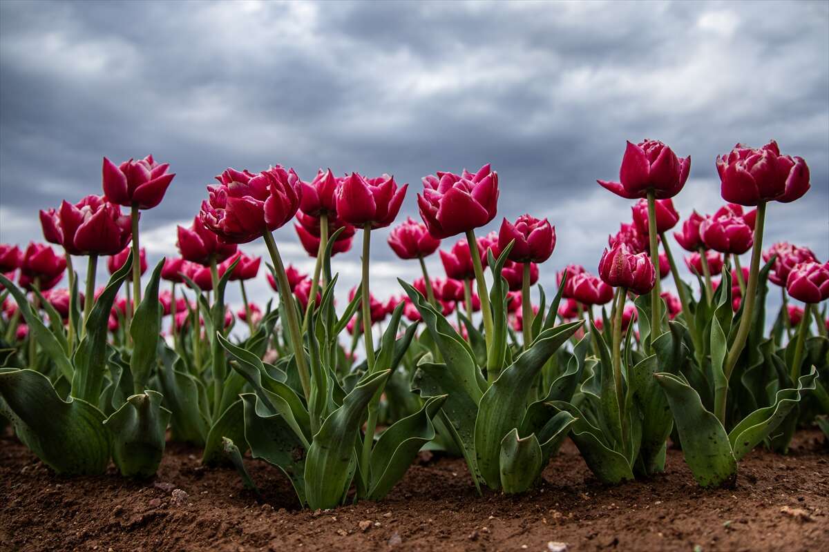 Konya’dan günübirlik kaçanlar çok! Ünlü lale cenneti ziyaretçilerini bekliyor 2